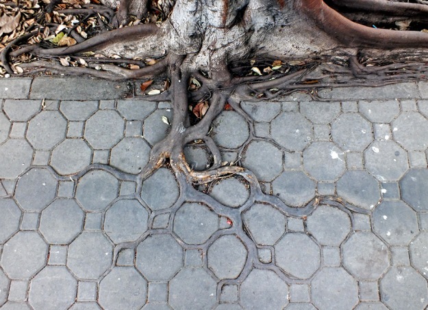 adaptive-roots-in-concrete-jungle